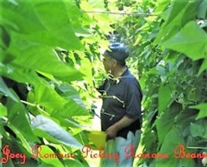 Joey Romano-Picking Romano Beans